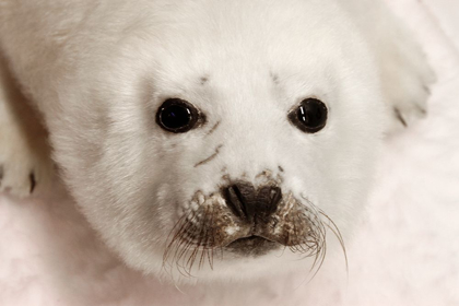 Picture of ARCTIC SEAL PUP