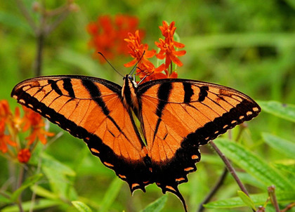 Picture of METALLIC BUTTERFLY