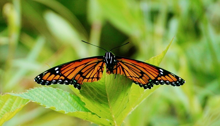 Picture of ON A LEAF