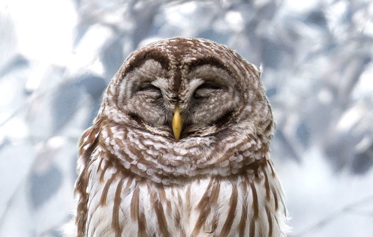 Picture of WINTER FEATHERS