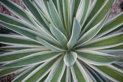 Picture of WHERE THE CACTUS GROW I