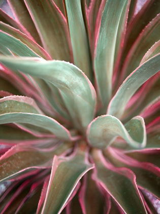 Picture of PINK AGAVE