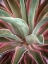 Picture of PINK AGAVE