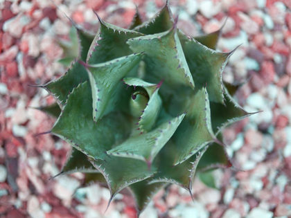 Picture of AGAVE SHOT
