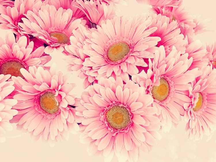 Picture of PINK DAISIES I