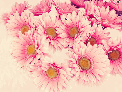 Picture of PINK DAISIES II
