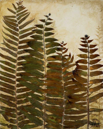 Picture of FERNS I