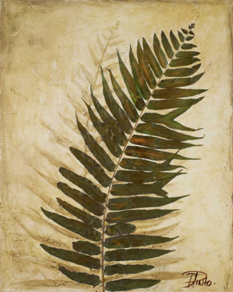 Picture of FERNS II