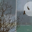 Picture of FULL MOON II