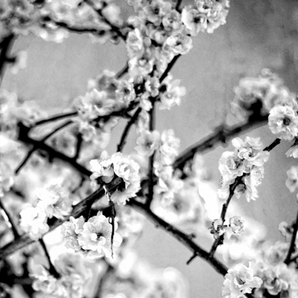 Picture of BLACK AND WHITE BLOSSOMS I