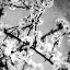 Picture of BLACK AND WHITE BLOSSOMS I