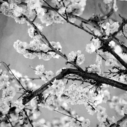 Picture of BLACK AND WHITE BLOSSOMS II