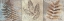 Picture of LEAVES AND ROSETTES II