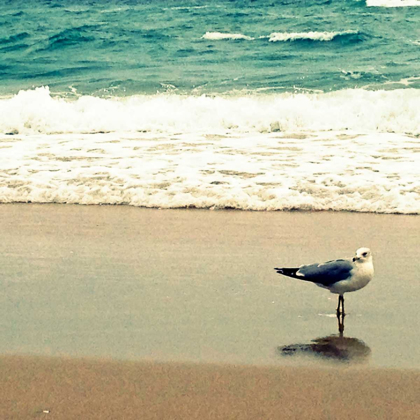 Picture of SEAGULL ON BEACH