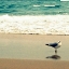 Picture of SEAGULL ON BEACH