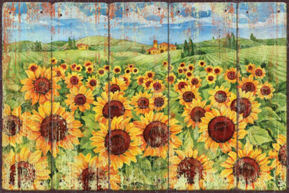 Picture of SUNFLOWER FIELD