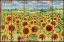 Picture of SUNFLOWER FIELD