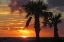 Picture of SUNSET PALMS II
