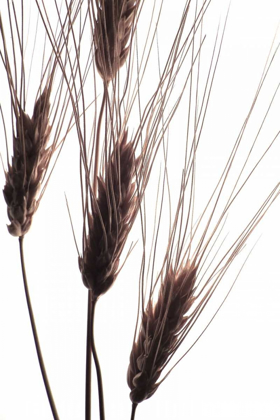 Picture of WHEAT II