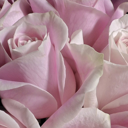 Picture of PASTEL PINK ROSE BOUQUET