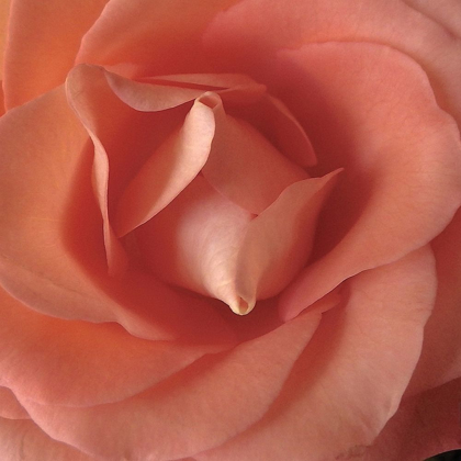 Picture of CORAL ROSE CLOSE-UP II