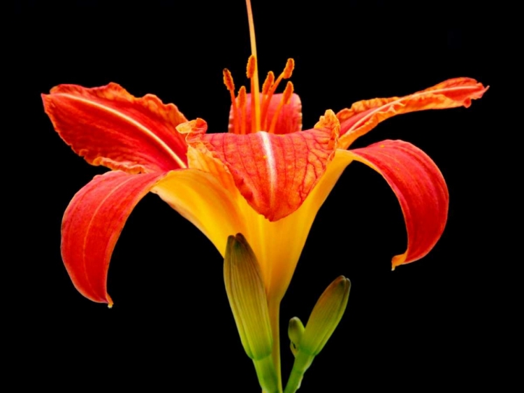 Picture of DAY LILY II