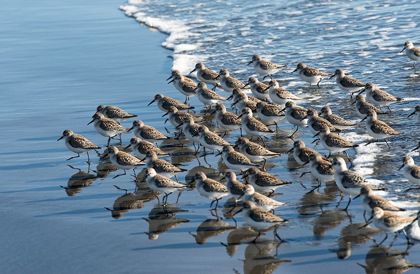 Picture of SANDPIPERS AT KALALOCH