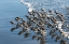 Picture of SANDPIPERS AT KALALOCH