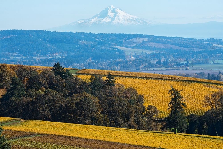 Picture of DUNDEE HILLS I