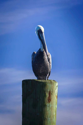 Picture of MR. PELICAN I