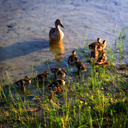 Picture of MOTHER DUCK AND FAMILY I