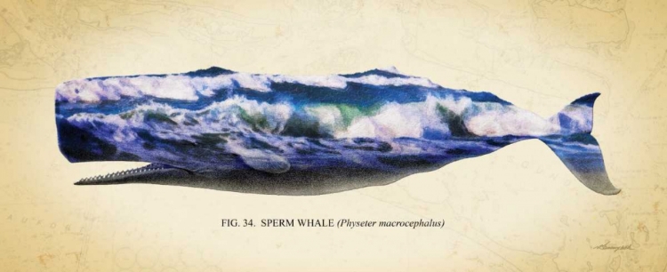 Picture of SPERM WHALE