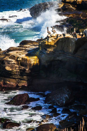 Picture of LA JOLLA PELICANS I