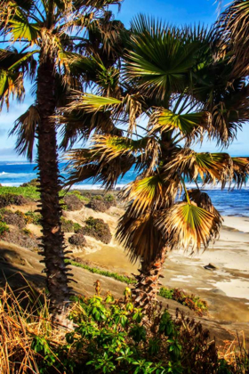 Picture of LA JOLLA PALMS I