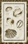 Picture of SAND AND SHELLS II