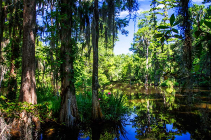 Picture of CYPRESS POND II