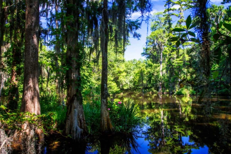 Picture of CYPRESS POND II