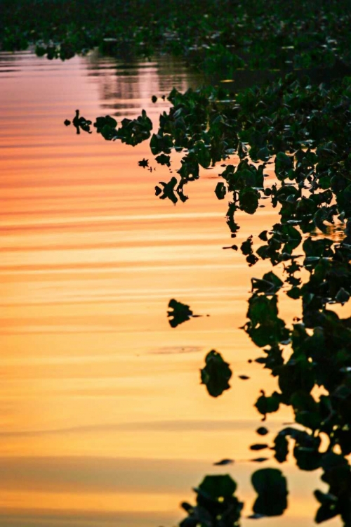 Picture of RIVER AT TWILIGHT I