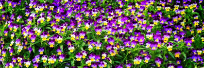 Picture of SPRING FLOWERS I