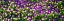 Picture of SPRING FLOWERS I