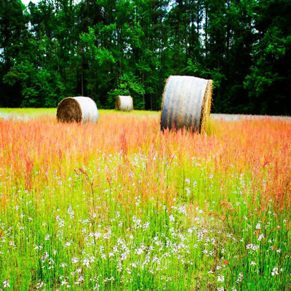 Picture of SPRING FIELDS I