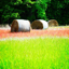 Picture of SPRING FIELDS II