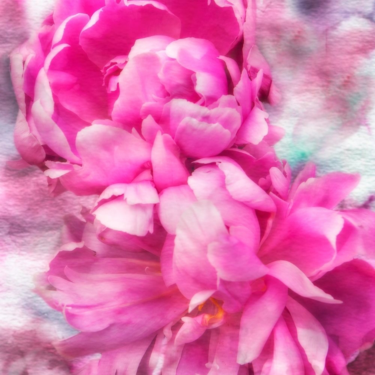 Picture of PINK FLOWERS II