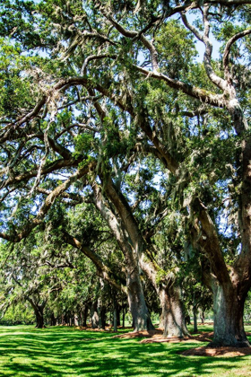 Picture of AVENUE OF OAKS II