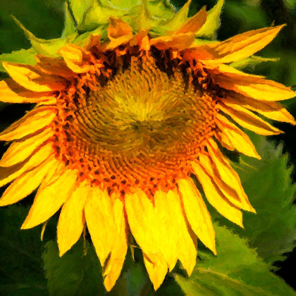 Picture of SUNFLOWER I