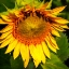 Picture of SUNFLOWER I