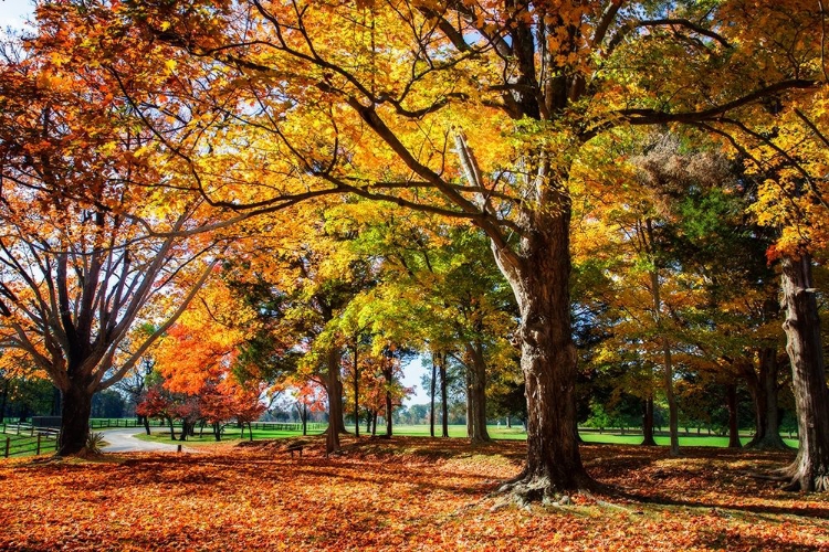 Picture of AUTUMN ON THE PLANTATION I