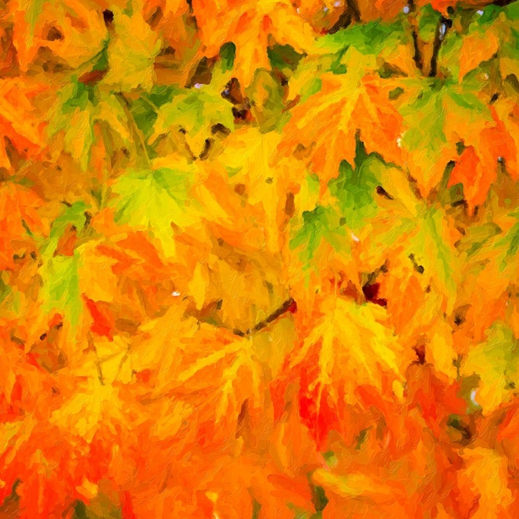 Picture of AUTUMN LEAVES I