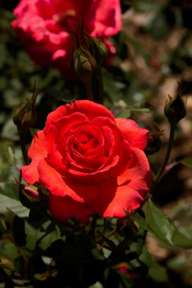 Picture of RED ROSE