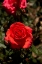 Picture of RED ROSE